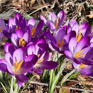 Meet your Posher, Bridget